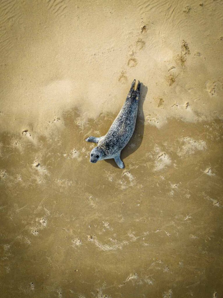 Zeehond op het strand