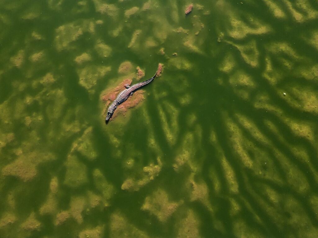 Topdown shot van krokodil in groen en modderig water