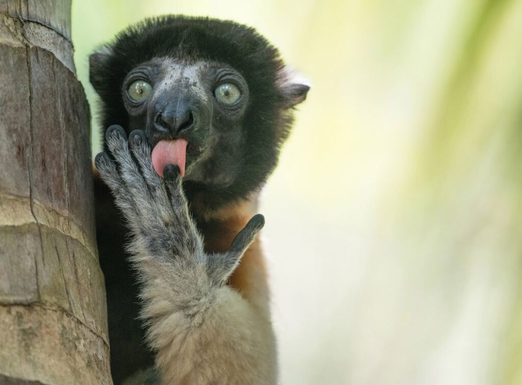 Een kroonsifaka in Madagaskar, een van de finalisten bij Comedy Wildlife Awards