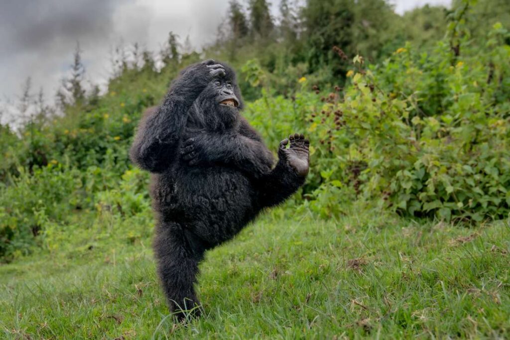 Een spelende jonge gorilla in Rwanda.