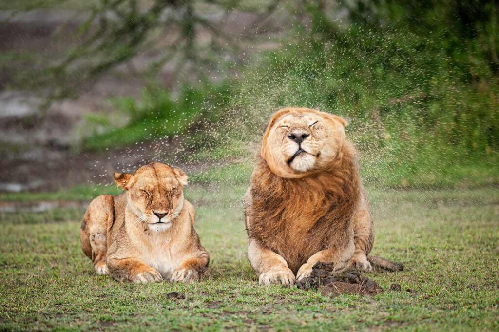 Twee leeuwen tijdens een regenbui in de Serengeti in Tanzania.