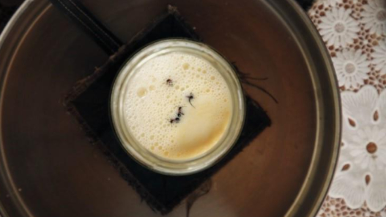 yoghurt gemaakt met mieren