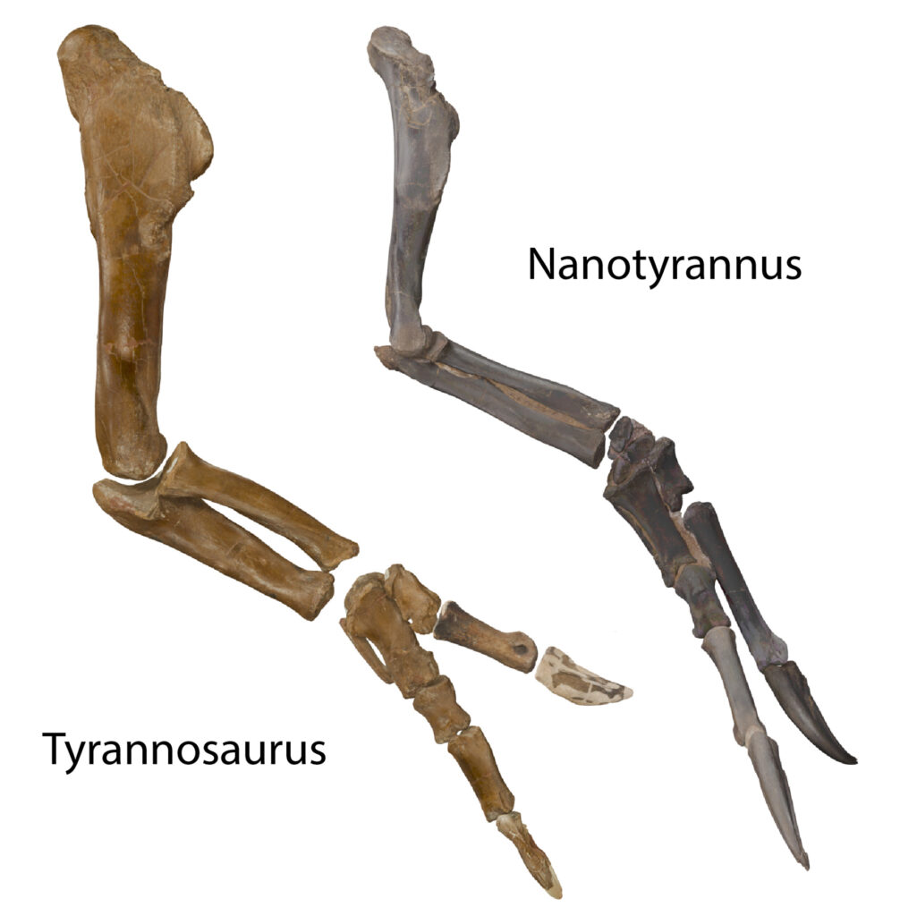 Een vergelijking van de armbotten van de Tyrannosaurus en de Nanotyrannus