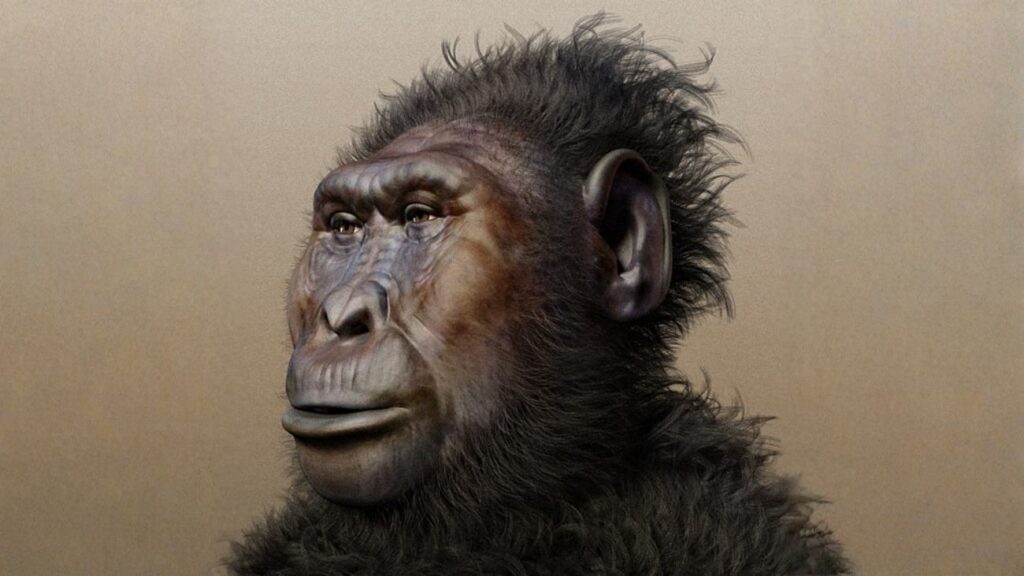 Zo zou Paranthropus boisei eruitgezien kunnen hebben