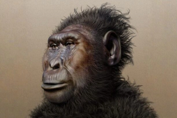 Zo zou Paranthropus boisei eruitgezien kunnen hebben