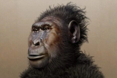 Zo zou Paranthropus boisei eruitgezien kunnen hebben