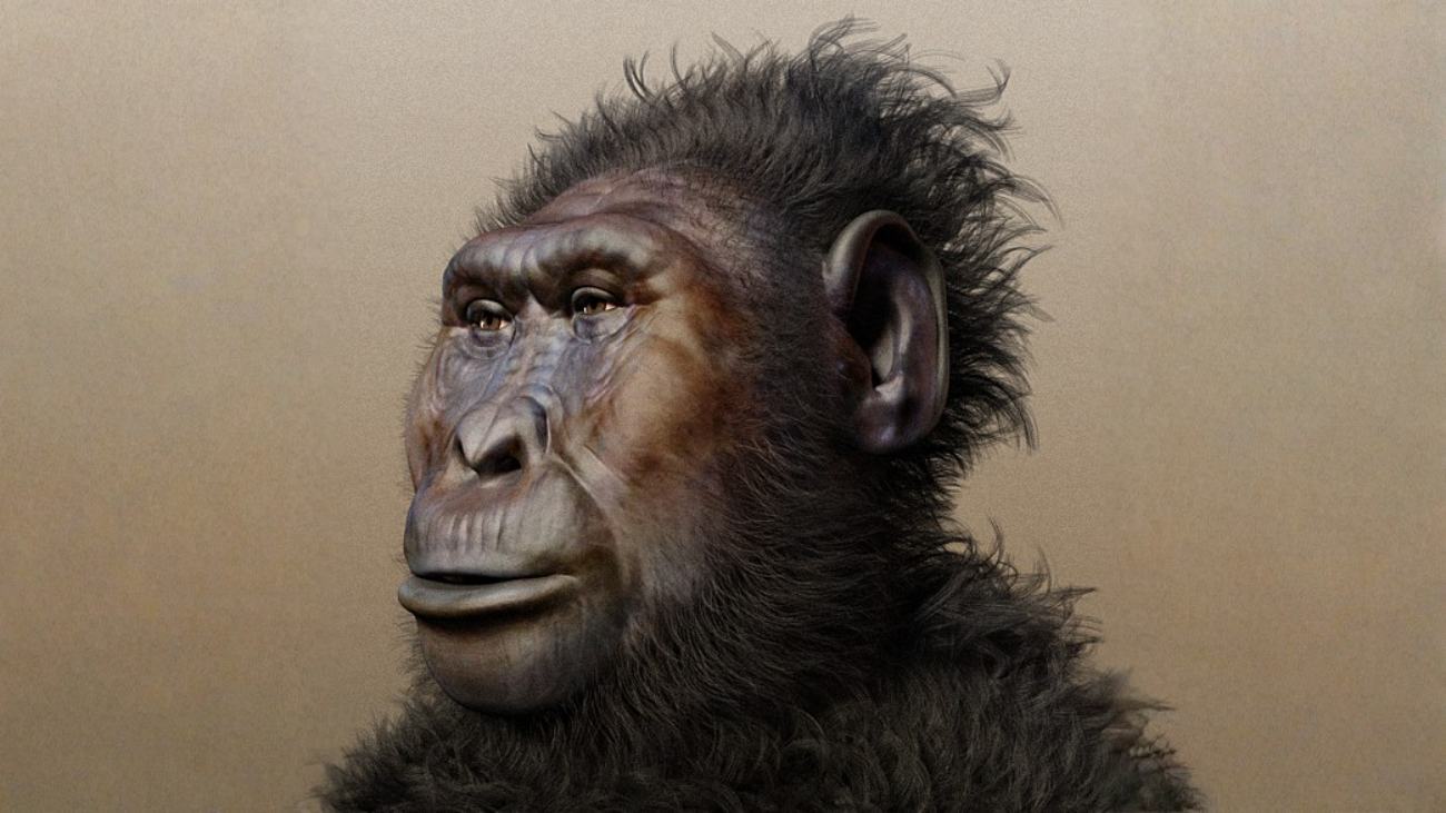 Zo zou Paranthropus boisei eruitgezien kunnen hebben