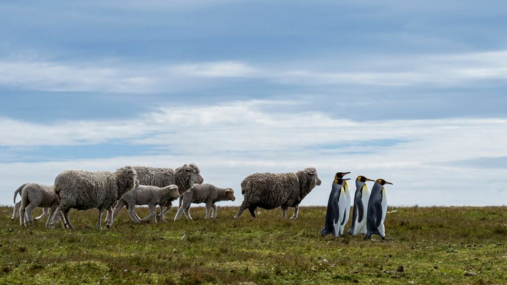 Deze vier koningspinguïns op de Falklandeilanden lijken de herders van een kudde schapen.