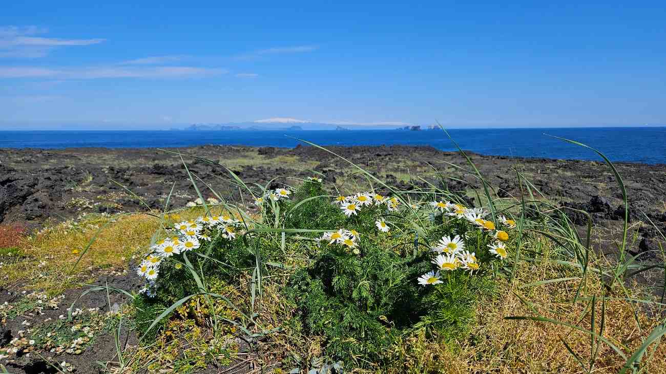 Planten op Surtsey