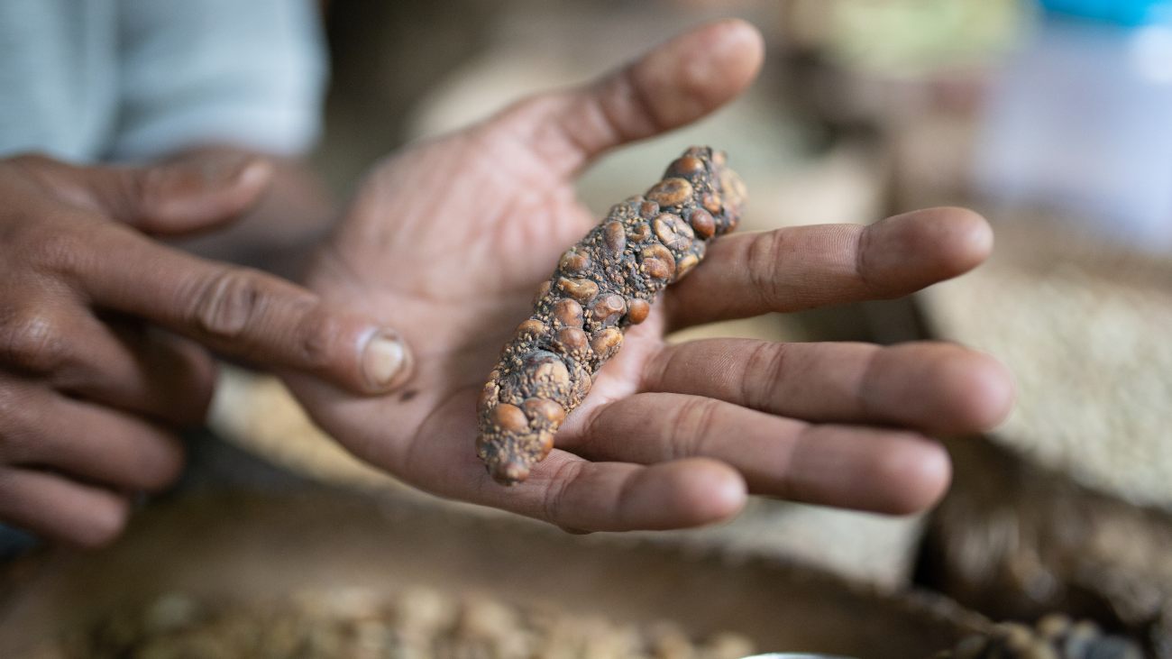 Loewakpoep met koffiebonen erin