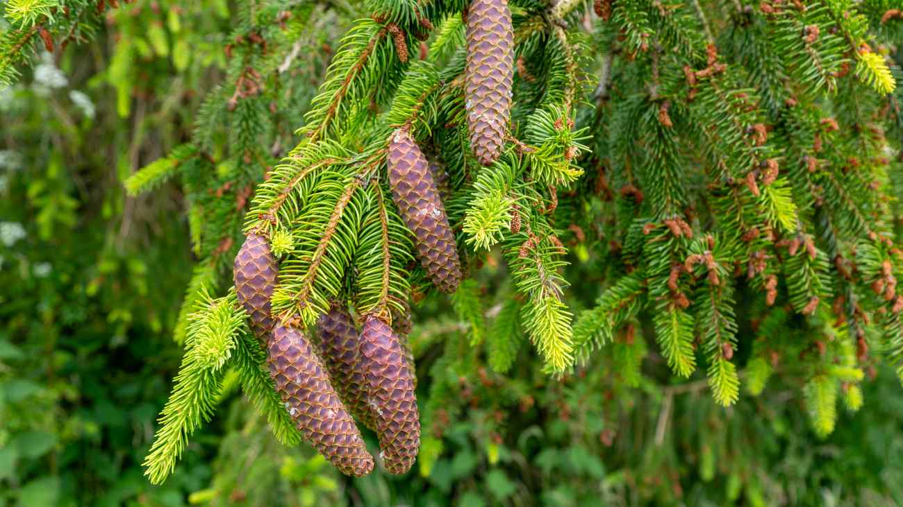 in de naalden van sommige fijnsparren, zoals deze, zit goud