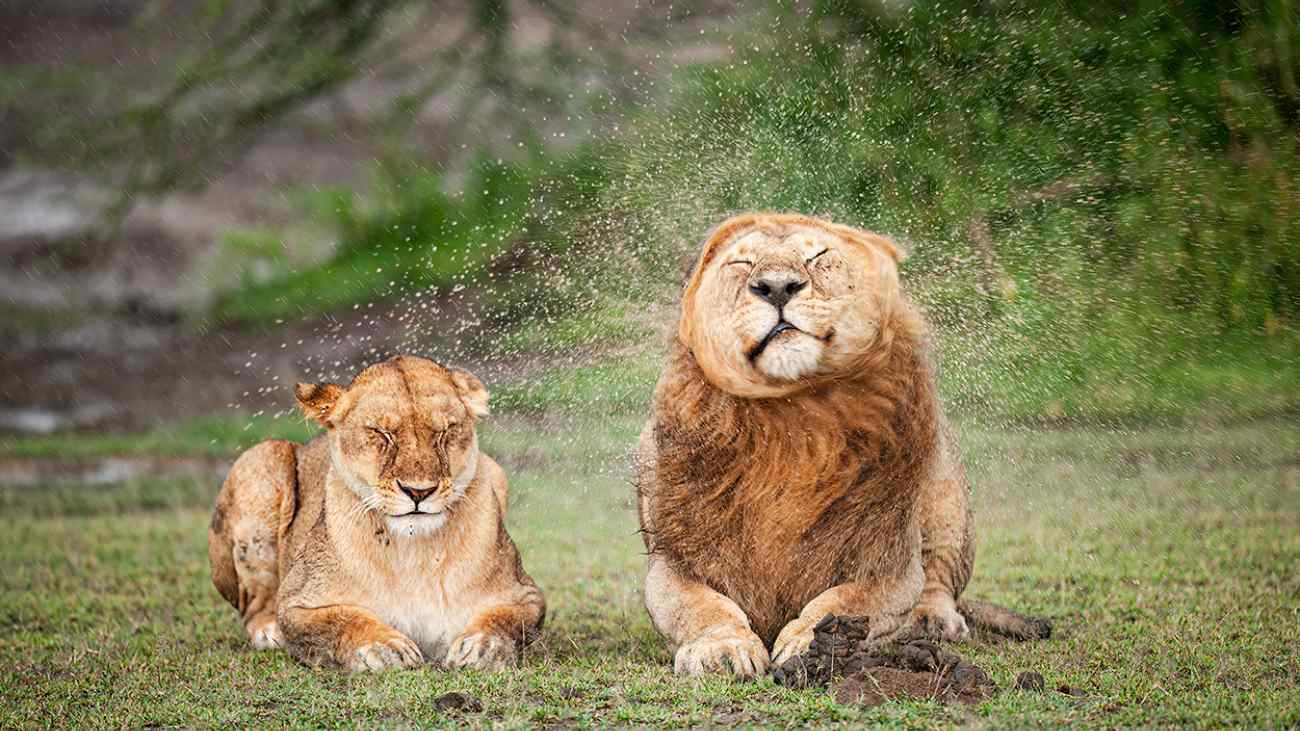 Leeuw schudt water uit zijn manen, leeuwin ernaast krijgt de volle lading, een van de finalisten van de comedy wildlife awards