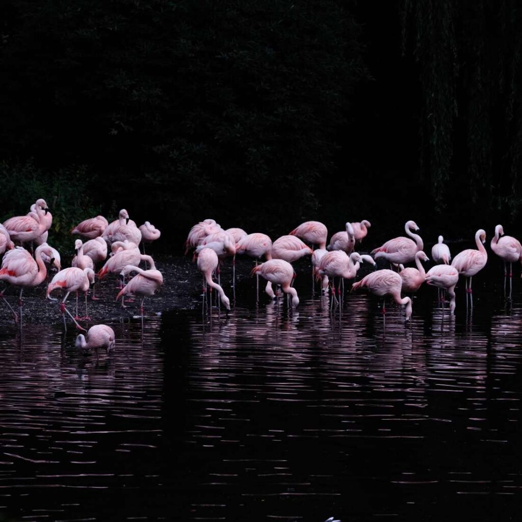 Flamingo's in het donker in ARTIS