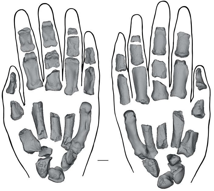 De gevonden handbotten van Paranthropus boisei