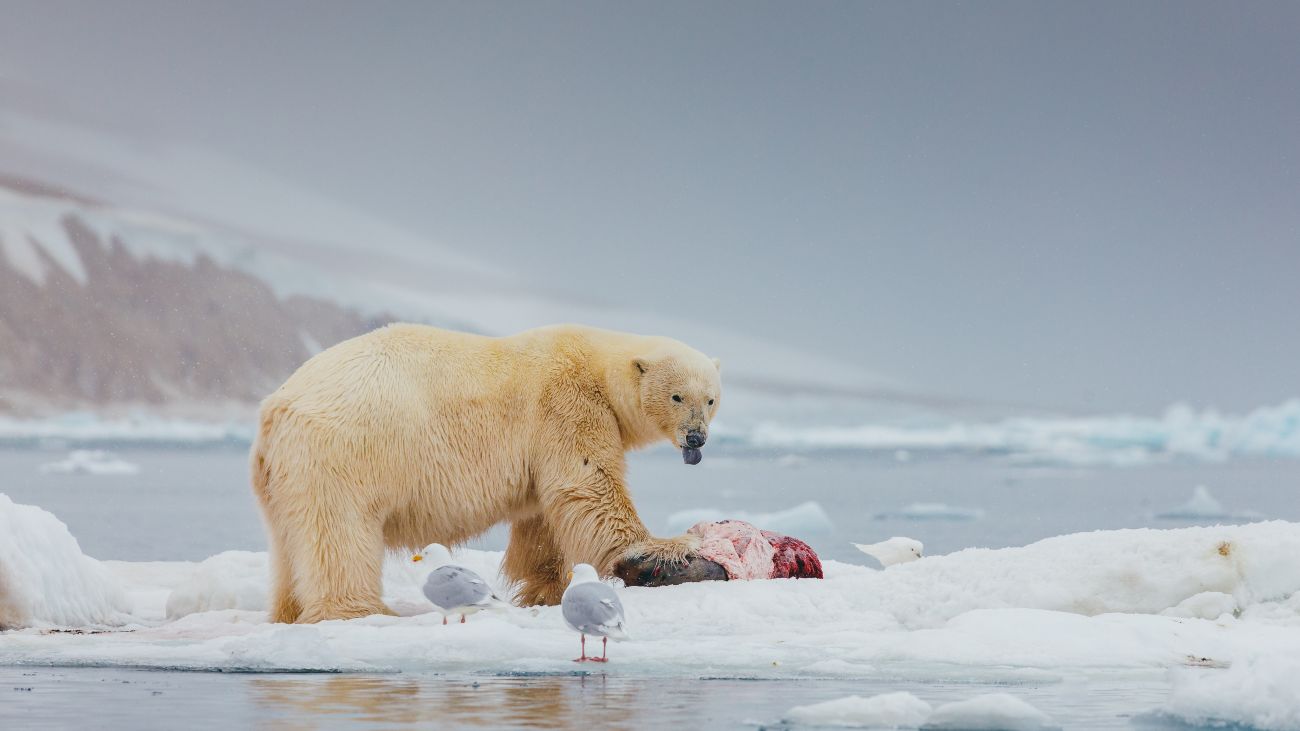 ijsbeer met prooi en aaseter (meeuw)