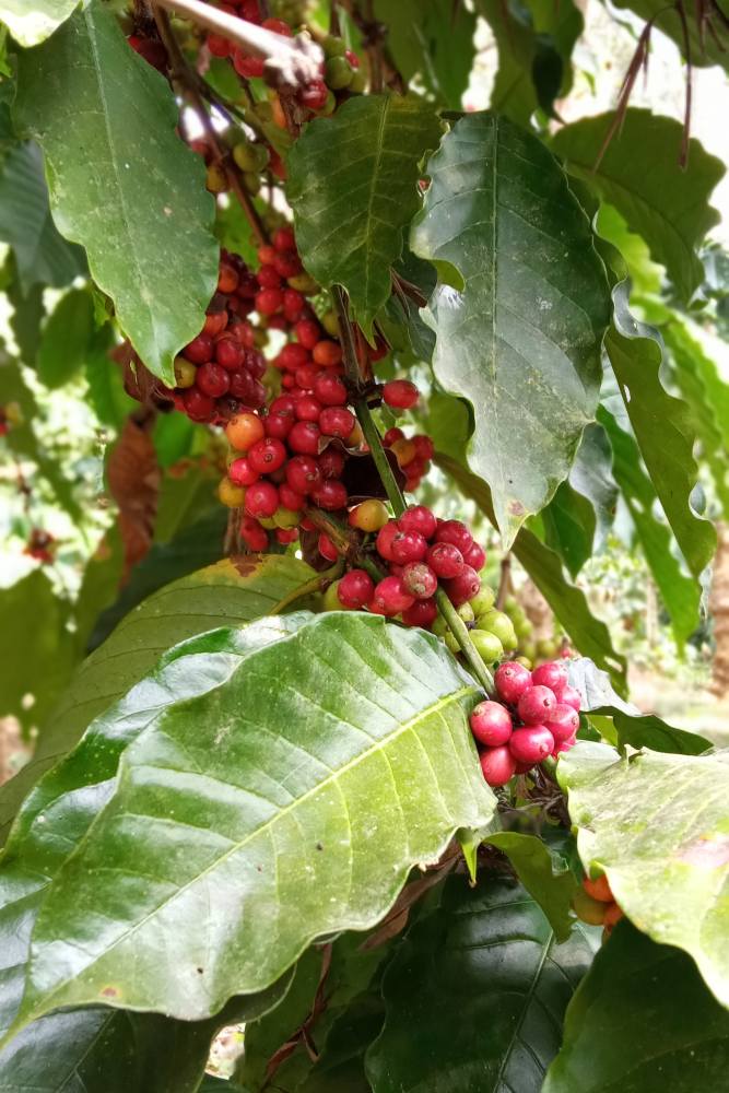 Robusta-koffiebessen