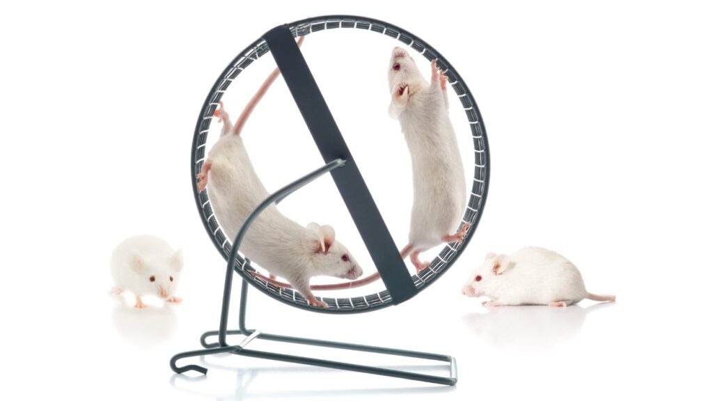 Fitte muizen met conditie rennen in een rad