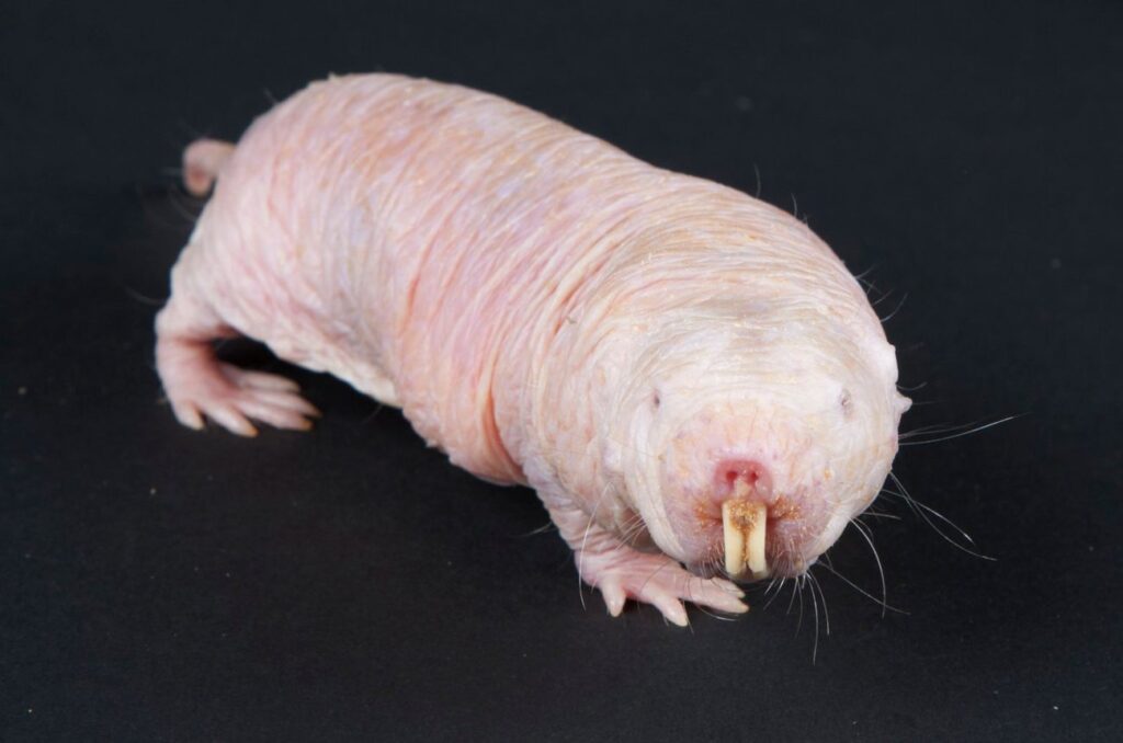 naakte molrat 