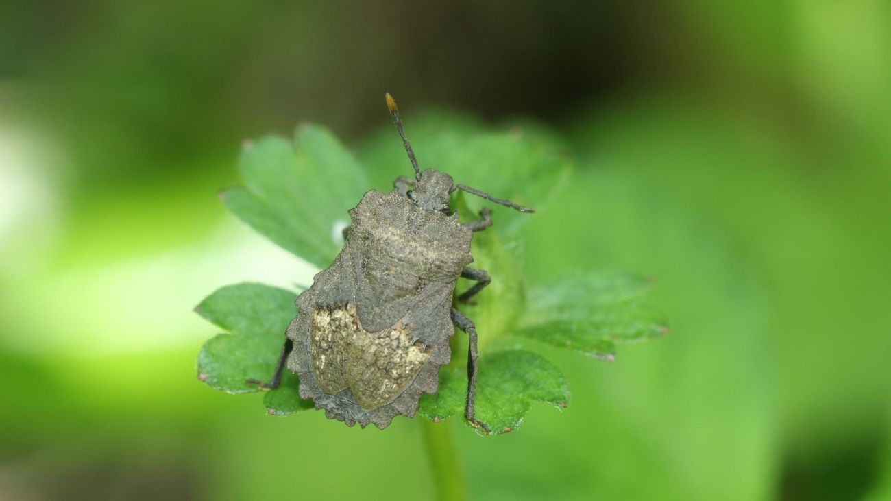 De Japanse schildwants Megumenum gracilicorne