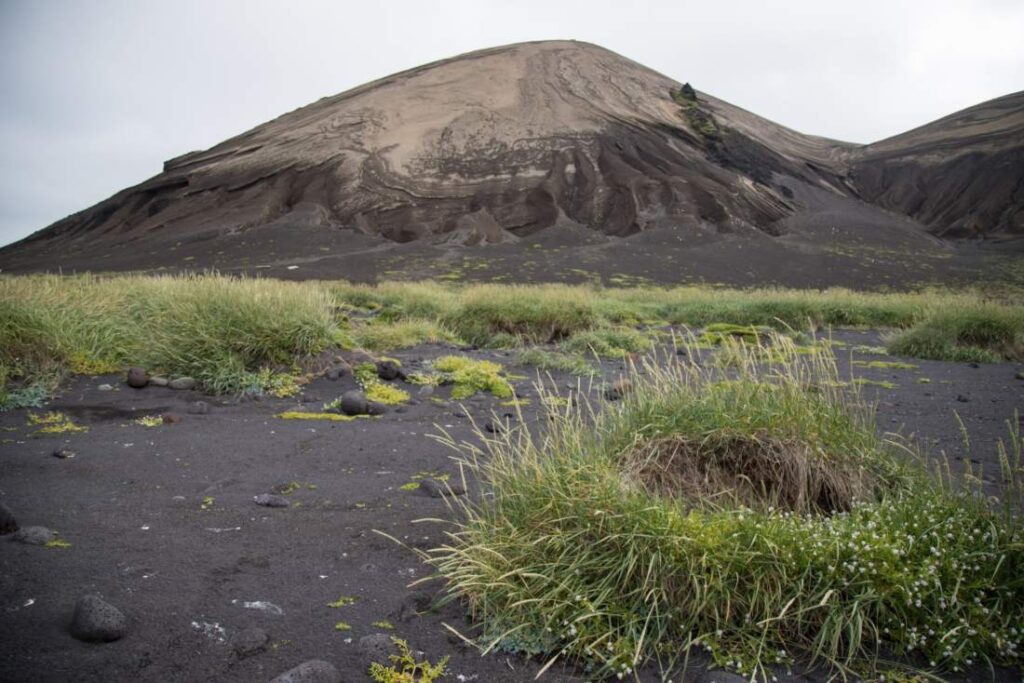 Planten op Surtsey