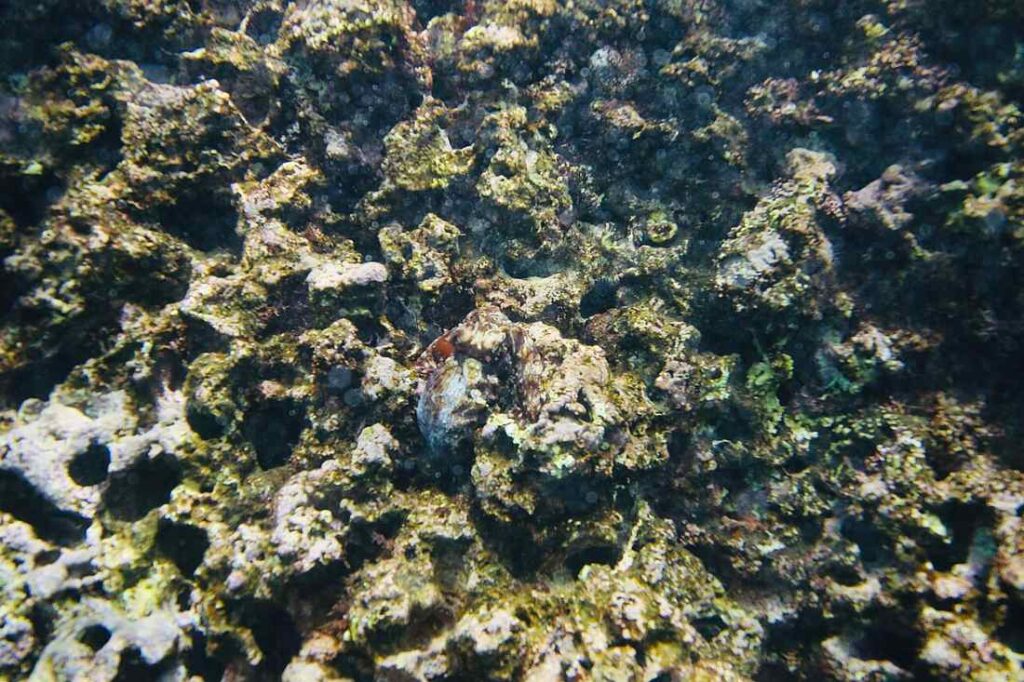 goed gecamoufleerde octopus