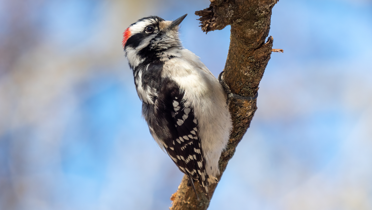Spechten kreunen tijdens het kloppen
