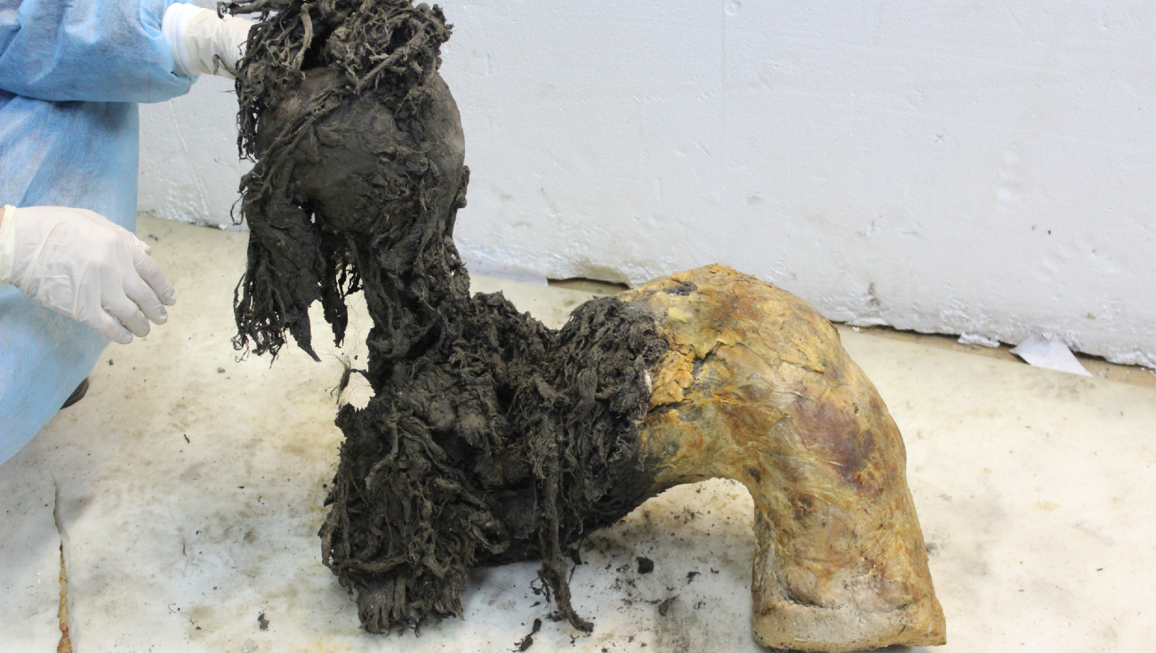 De poot van wolharige mammoet Yuka, waaruit het RNA is geïsoleerd