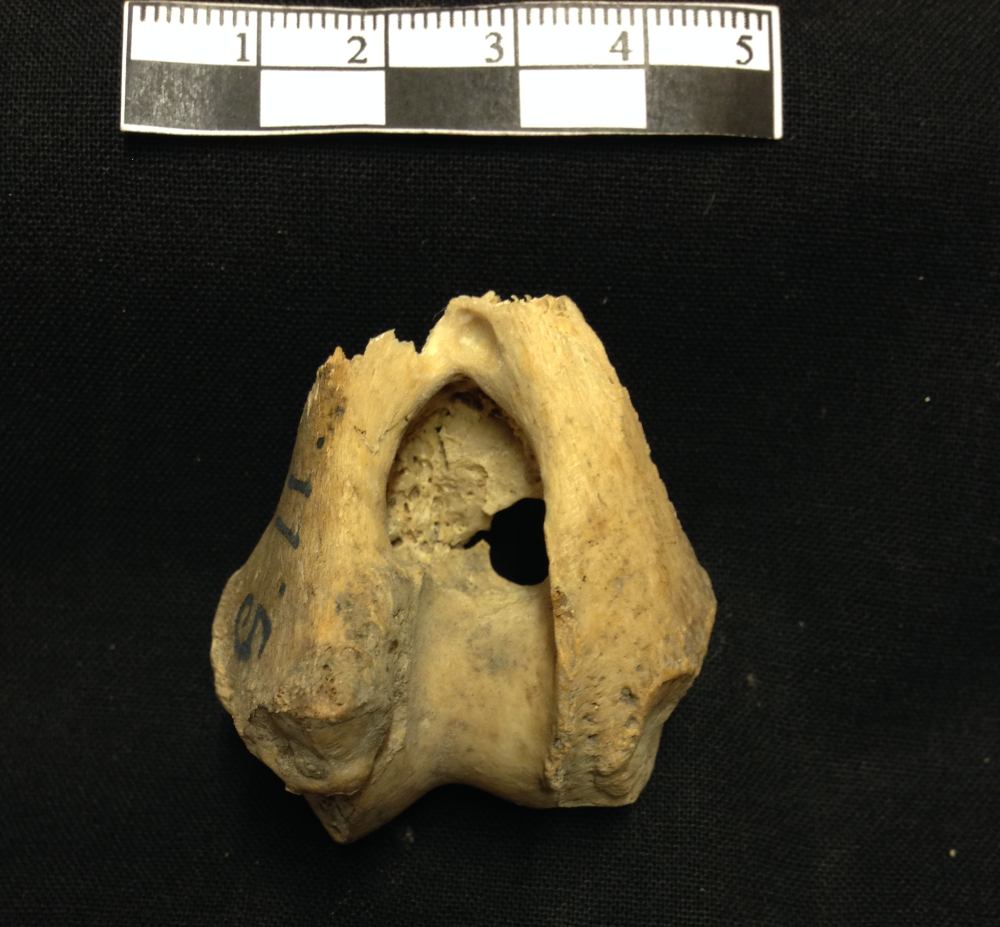 Een gedeeltelijk bot uit een wolvenpoot