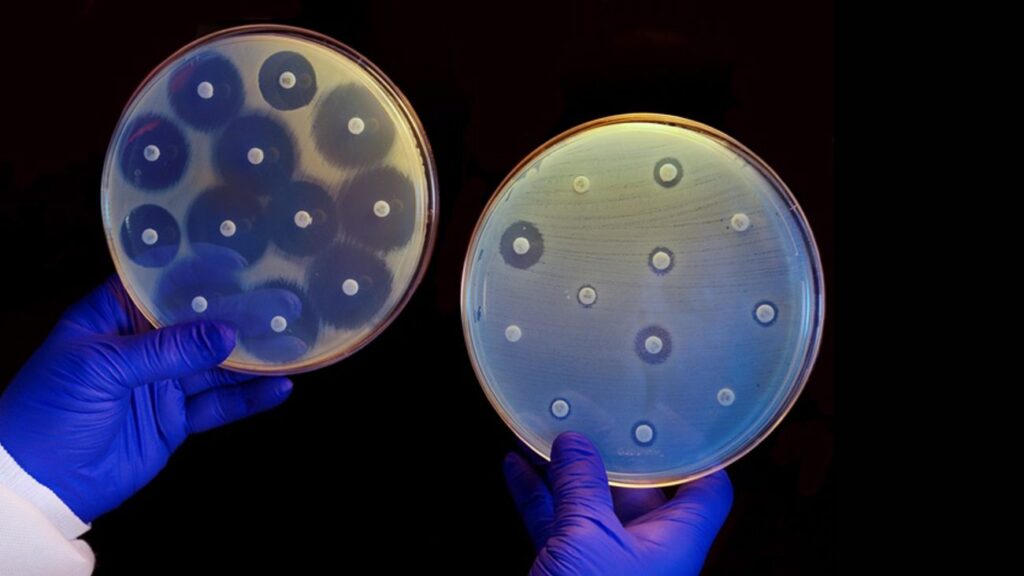 Bacteriekolonies die antibiotica produceren, waardoor er cirkels omheen ontstaan waarin geen andere bacteriën kunnen groeien
