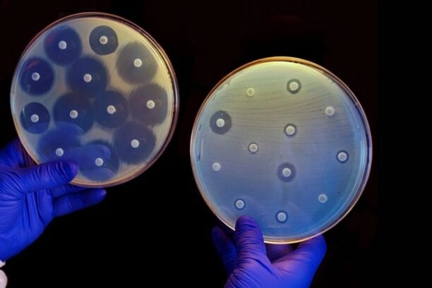 Bacteriekolonies die antibiotica produceren, waardoor er cirkels omheen ontstaan waarin geen andere bacteriën kunnen groeien