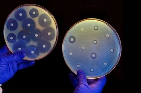 Bacteriekolonies die antibiotica produceren, waardoor er cirkels omheen ontstaan waarin geen andere bacteriën kunnen groeien