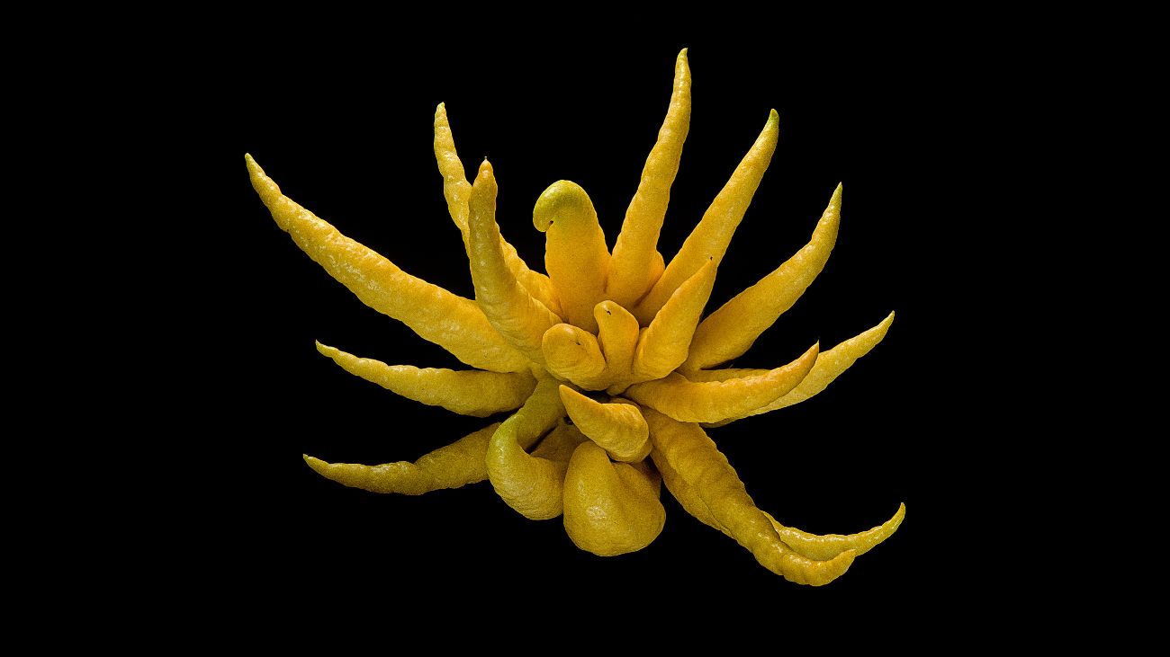 boeddha's hand, met gespreide vingers