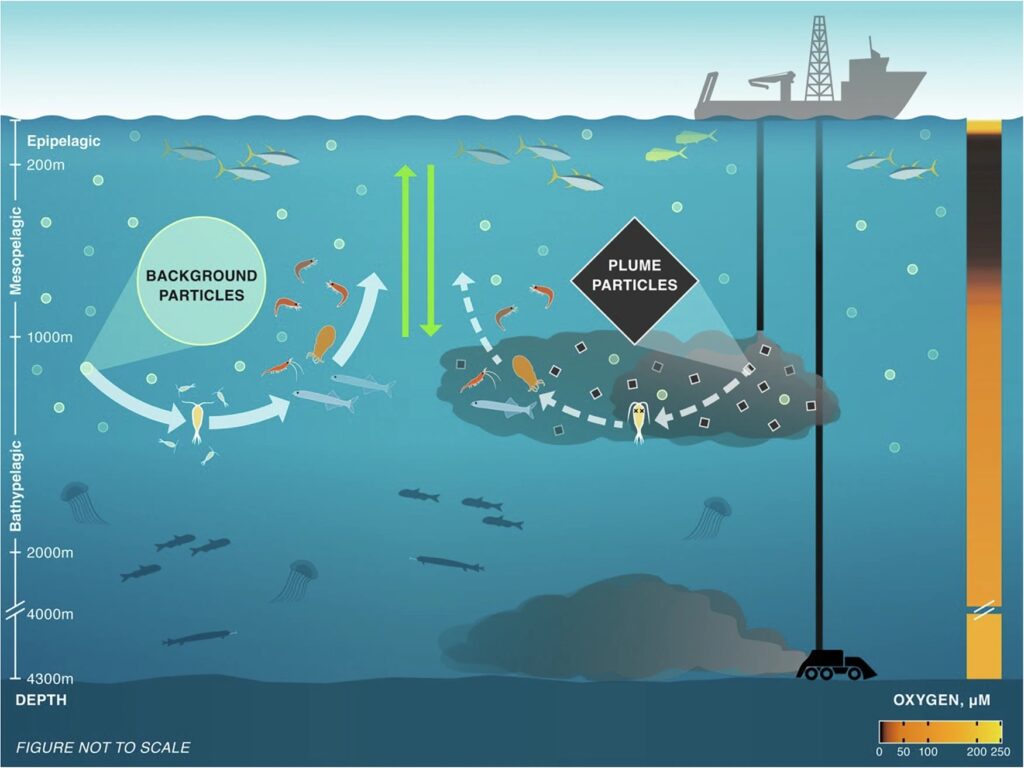 Een robot zuigt zand, zeewater en mangaanknollen op. Het schip loost alles behalve de knollen weer in zee.