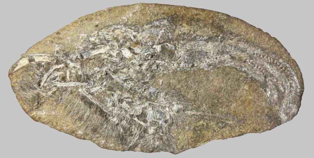 De gefossiliseerde dinokots
