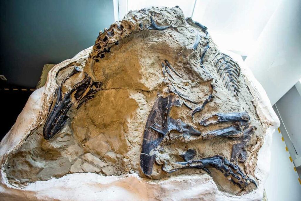 Fossiel van een Triceratops en Tyrannosaurus rex, mogelijk in gevecht?