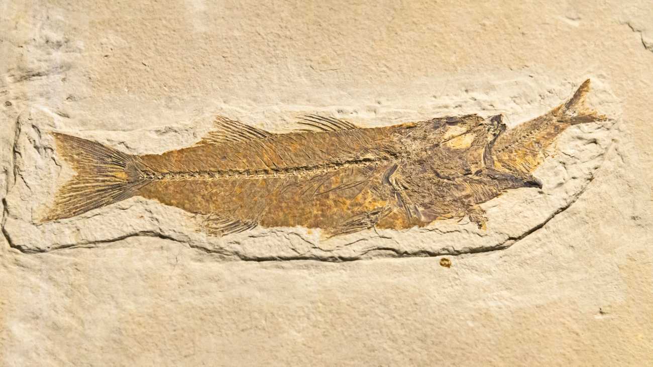 Strijdend ten onder: vijf fossielen van vechtende dieren