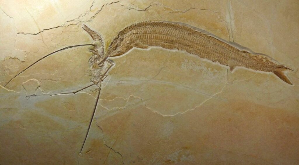 Fossiel van pterosauriër die wordt gegeten door grote vis