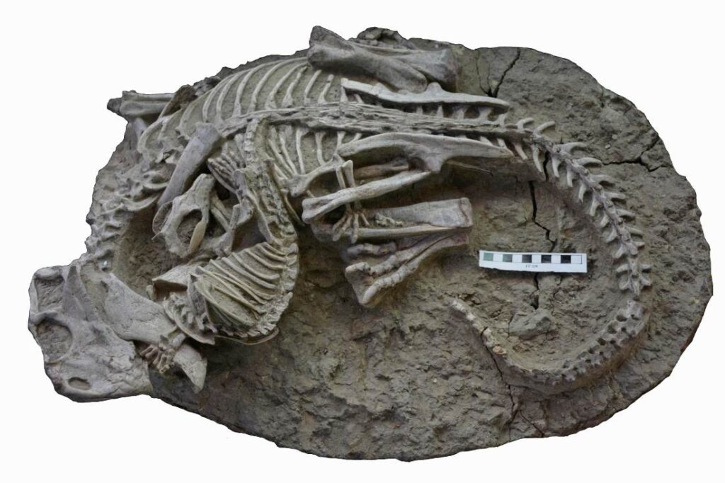 Fossiel van gevecht tussen zoogdier en dino