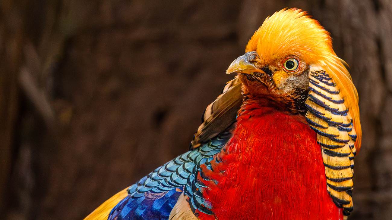 Een goudfazant met versieringen die zijn zicht beperken