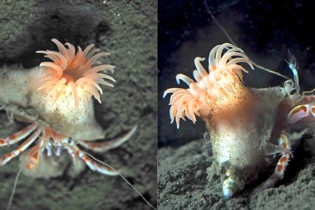 heremietkreeften met anemoon op hun schelp