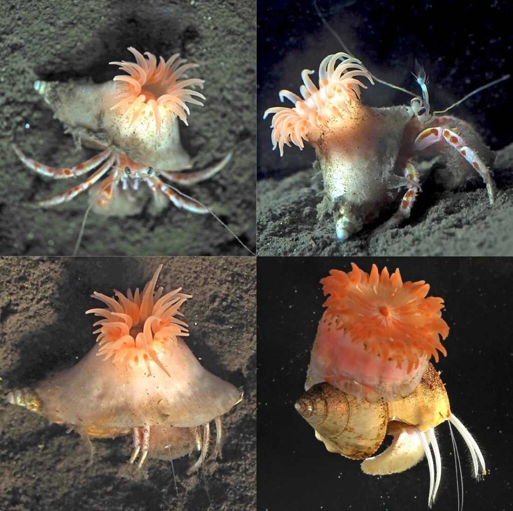 Heremietkreeften met een zeeanemoon op hun schelp