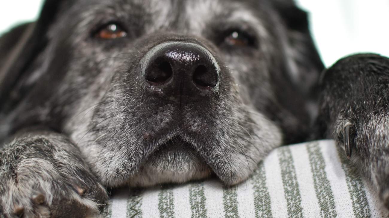 Kun je binnenkort het leven van je hond verlengen met een pil?