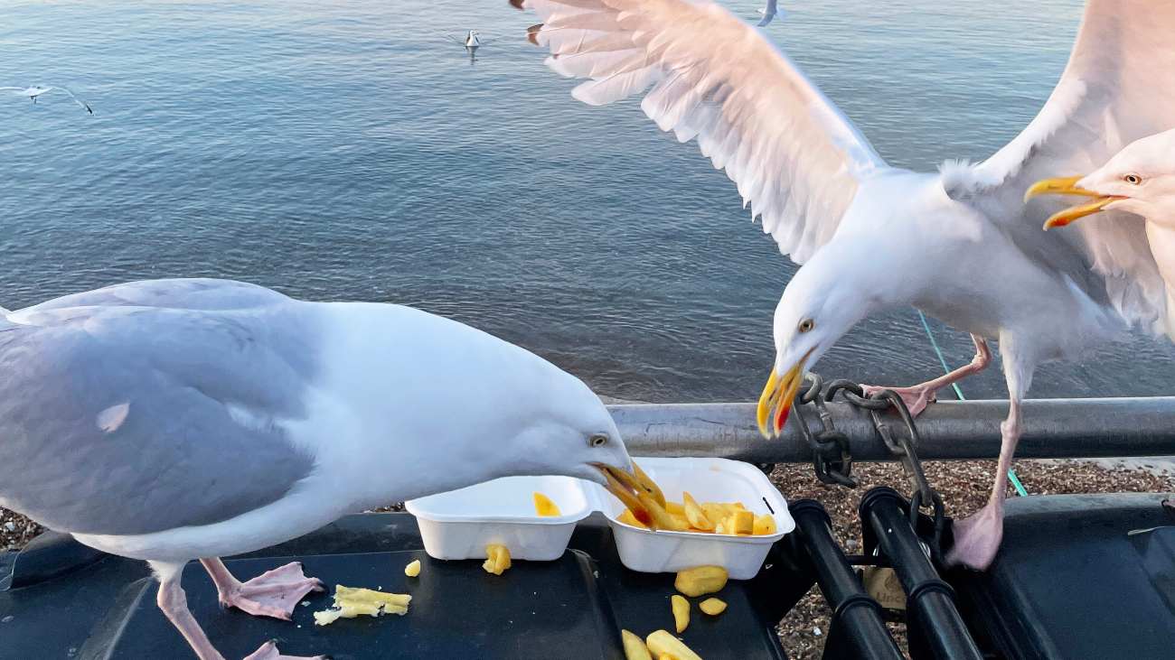 Hoe voorkom je dat meeuwen je eten stelen? Door naar ze te schreeuwen, zeggen wetenschappers