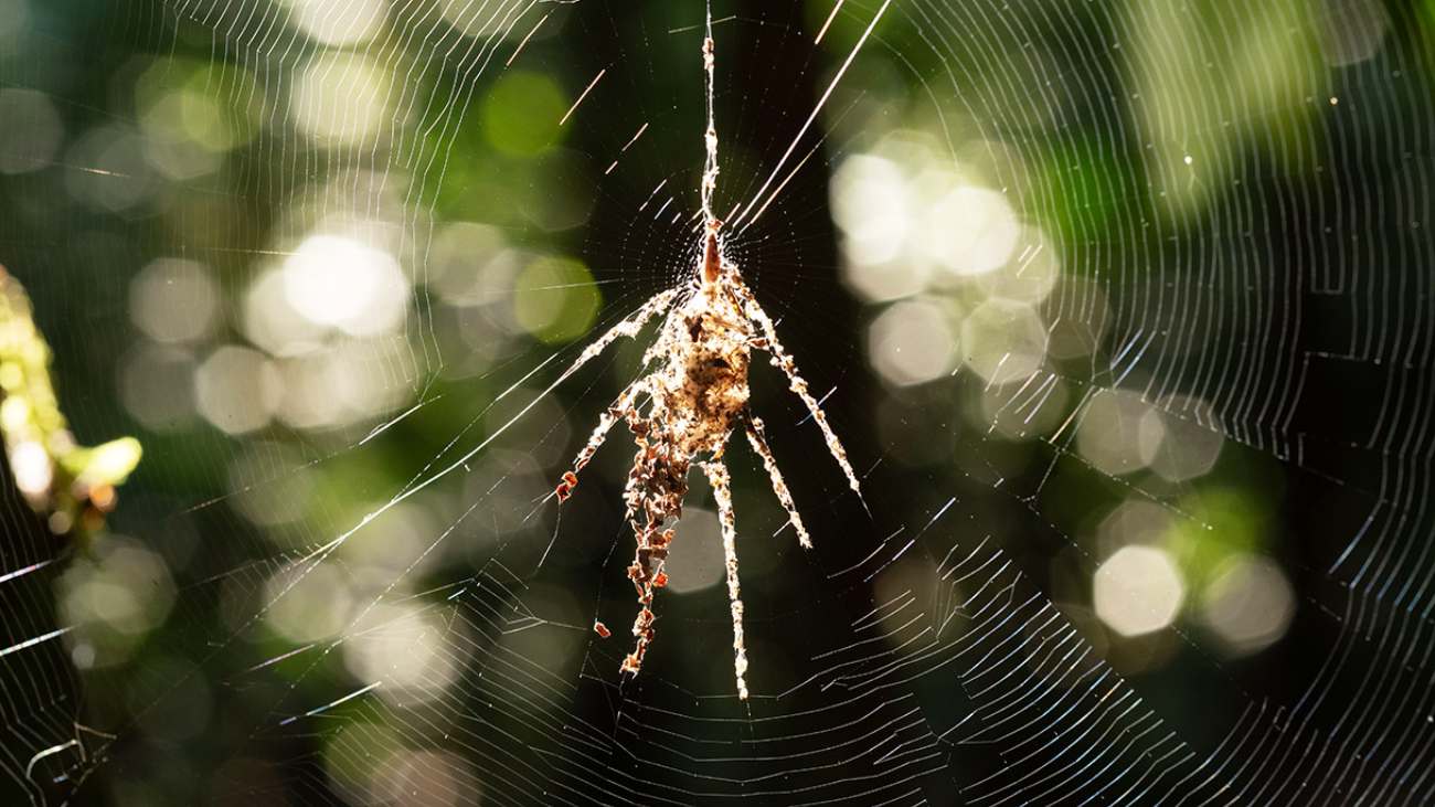 Deze spinnen bouwen gigantische nepspinnen in hun webben