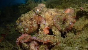 gecamoufleerde octopus