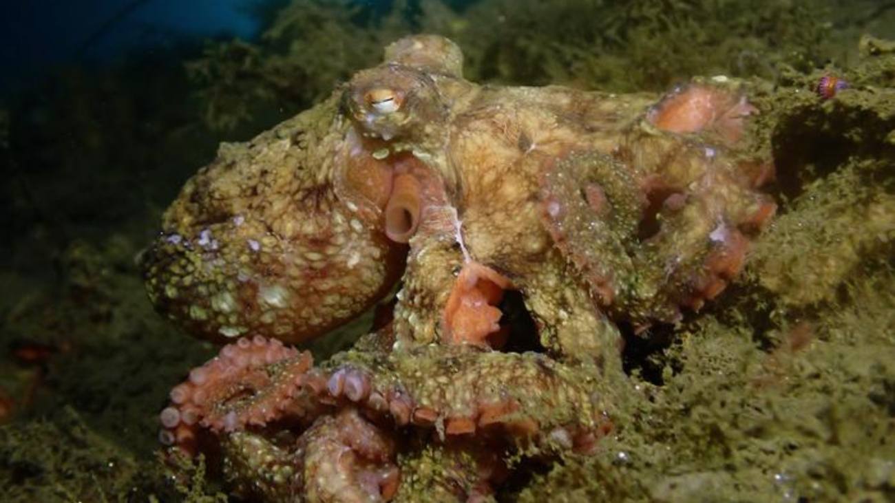 gecamoufleerde octopus