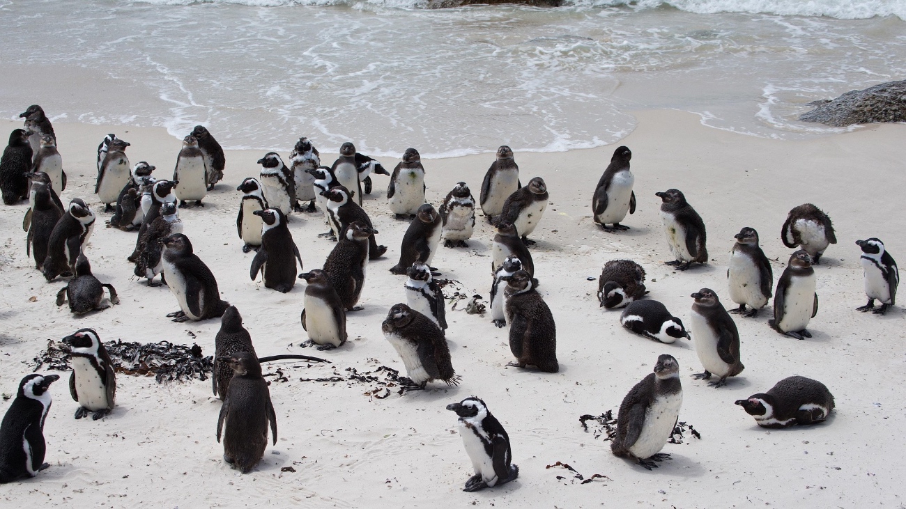 Door visserij hebben pinguïns minder te eten