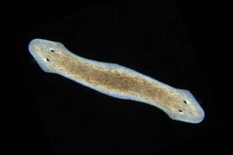 platworm met twee koppen