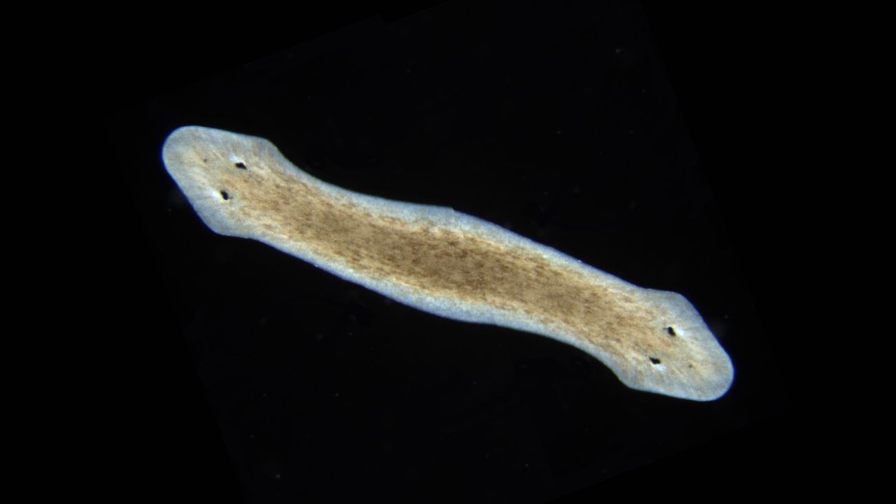 platworm met twee koppen