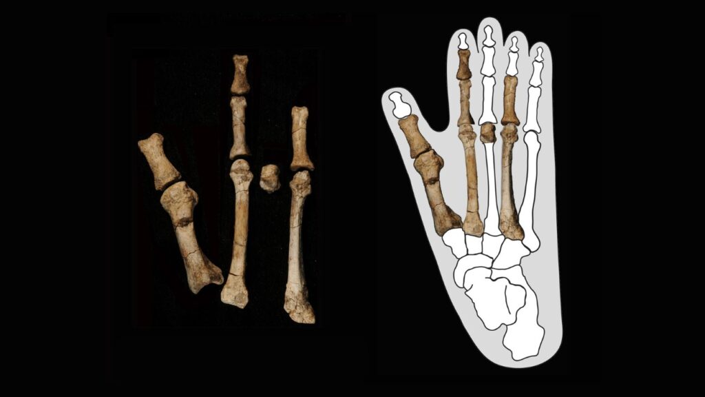 voetbotten van Australopithecus deyiremeda